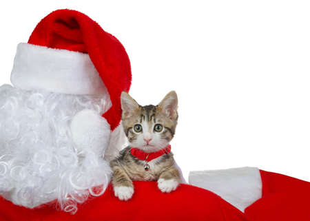 Close up of one adorable grey and white kitten wearing a red collar with bell peeking over Santa's shoulder, isolated on whiteの写真素材