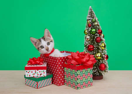 Adorable White and brown tabby kitten peeking out of a Christmas present, one paw reaching, with tiny Christmas tree, presents and bows on light wood floor with green wall. Looking directly at viewerの写真素材