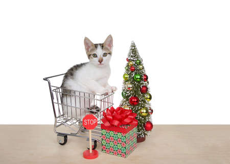 White and black tabby kitten sitting in small shopping cart with present and trees on light wood floor, small stop sign on floor. Isolated on white.の写真素材