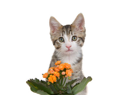 Close up of one adorable grey and white tabby kitten sitting behind a tiny bouquet of orange Kalanchoe flowers with green leaves, kitten looking at viewer with head tilted in curious expression.の写真素材