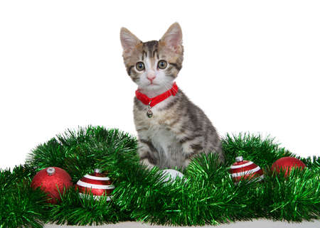Close up of one adorable grey and white kitten wearing a red collar with bell sitting on green tree garland with red and white ornaments, isolated on whiteの写真素材