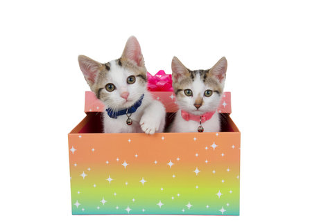 Adorable white and grey tabby kittens peeking out of a colorful birthday present box, wearing pink and blue collars with bells. One paw reaching. Isolated on white.の写真素材