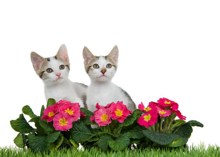 Portrait of two white and grey tabby kittens sitting behind pink and yellow primrose flowers with green grass in front, isolated on white. Looking upの写真素材