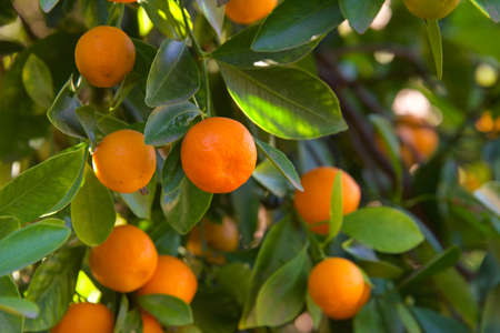 Calamansi, or calamondin, economically important citrus hybrid predominantly cultivated in the...