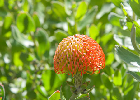 Close up of round bud for red orange Leucospermum Veldfire pincushion Protea Flower, ready to bloom. Green leaves in background.の写真素材