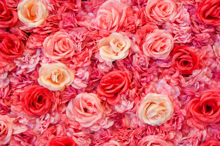 Background of pink red and cream colored roses.の写真素材