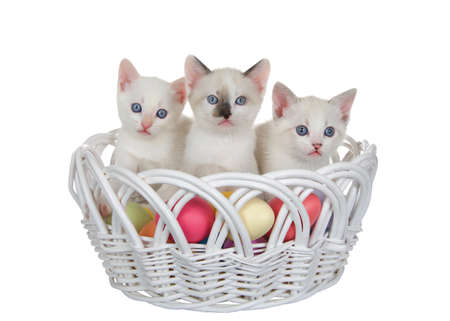 Three tiny siamese and white kittens in a white wicker Easter basket filled with colorful Easter eggs, isolated on white. Kittens looking at viewer.の写真素材