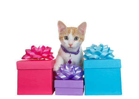 Close up of an orange and white tabby kitten wearing a purple collar with bell sitting surrounded by colorful birthday presents with matching bows, isolated on white. Kitty looking at viewer.の写真素材