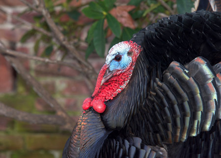 Close up profile of a male tom turkey with garden and wall behind him.