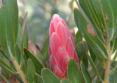 Close up on one Protea Trish Compacta flower budding.