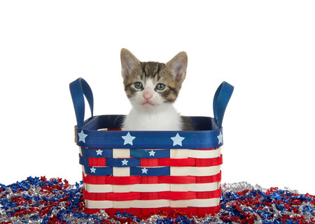 Portrait of an adorable brown and white tabby kitten peeking out of an American Flag decorated wicker basket looking directly at viewer. Isolated on white.の写真素材