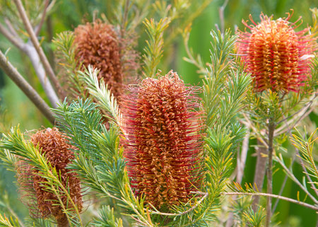 Hairpin banksiaÂ flower cone growing upwards from the tree branches. The distinctiveÂ inflorescencesÂ or flower spikes occur over a short period through autumn and early winter.の写真素材