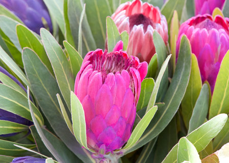 Close up on Vibrant pink sugar bush protea flowers. Proteas are currently cultivated in over 20 countries.の写真素材