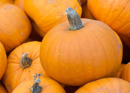 Close up on pile of small orange pumpkins at farmers market. Called centerpiece mini orange pumpkin, the most common mini pumpkin you see at your local farmers marketの写真素材