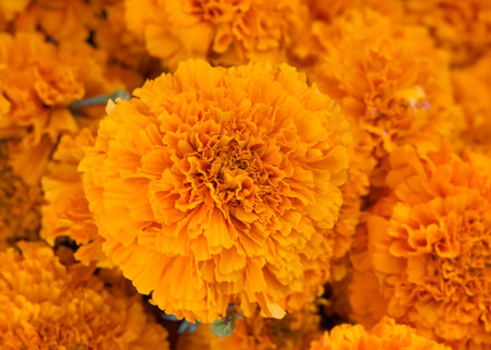 Close up of Marigold flowers. Marigold flowers - Tagetes - an easy to grow annual plant provide natural pest control and radiant sprays of multi-colored flowers.の写真素材