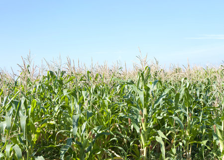 Field of corn growing with blue sky in background. Ears of corn ripe on the stalks.の写真素材