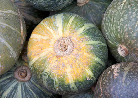 Close up on Kabocha squash. A round squash with dark green skin. It is a winter squash, harvested in...