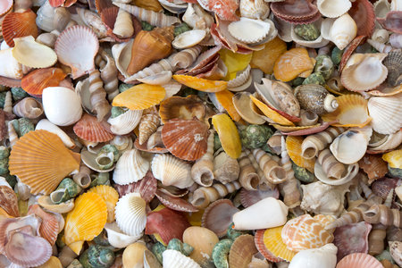 Top view close up of many colorful seashells of various varieties.