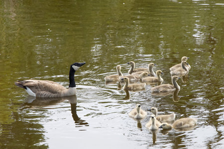Adult Canada geese with goslings swimming in a pond at a public city park on a sunny spring day....