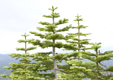 Tops of Pine trees with mountains and skyline in background. Abies grandis , idahoensis. Interior grand fir.の写真素材