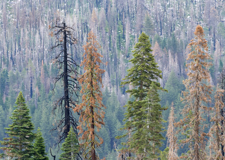 Mountain ridge line with Pine trees decimated by wildfire, dying trees and surviving undamaged trees...