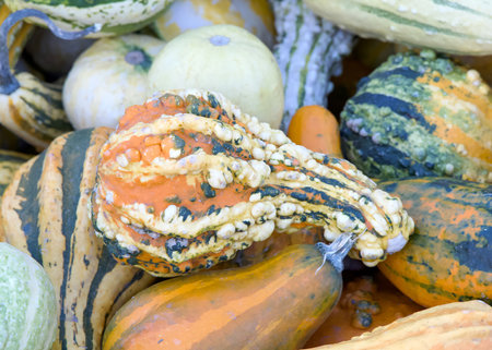 Top view flat lay of many shapes and sizes autumn gourds in various color combinations. Popular holiday decoration.の写真素材