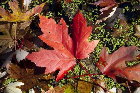 Fallen red maple leaf in bog