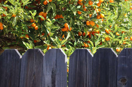 The top of a wooden fence in front of a kumquat tree full of fruit.
