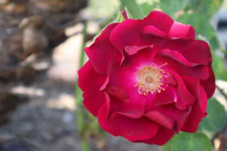 A single red rose with a blurry backgroundの写真素材