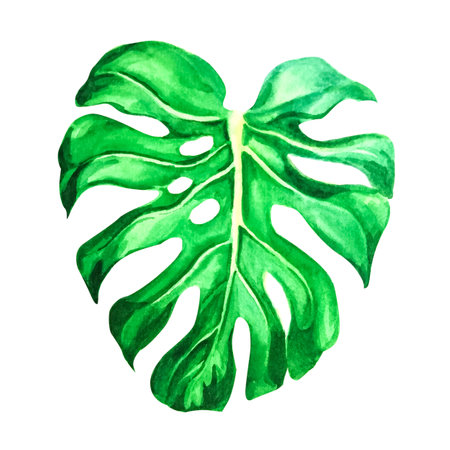 Green tropical leaf painted in watercolor, isolated on whiteの写真素材