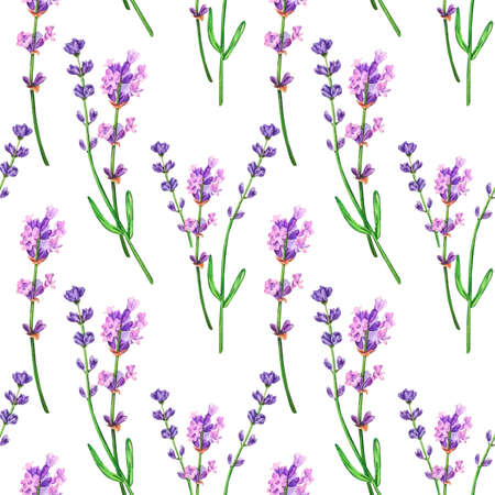 Seamless background, lavender flowers painted in watercolorの写真素材