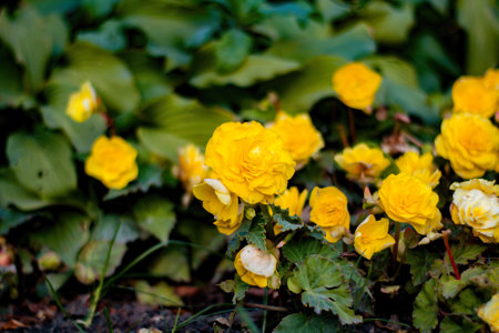 Yellow flowers of begonia (Begonia semperflorensis)