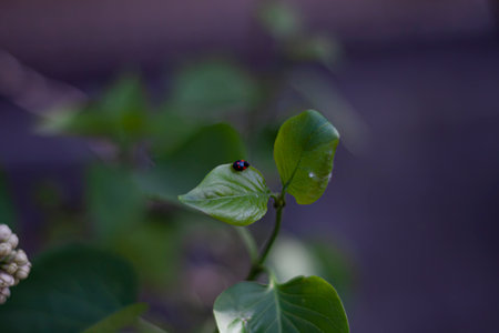 ladybug on a green leaf in the garden in the summerの写真素材