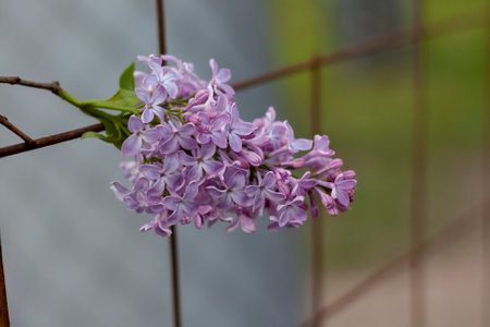 Beautiful lilac flowers on the background of a metal fence.の写真素材