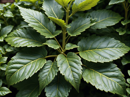 Close up of green leaves in a botanical garden. Nature background.の素材
