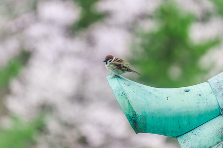 spring birdの写真素材