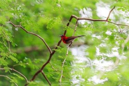 Crimson sunbirdの写真素材