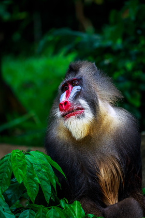 the mandrill, photo taken in Zoo Singaporeの写真素材