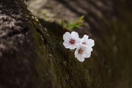 little sakura flowersの写真素材