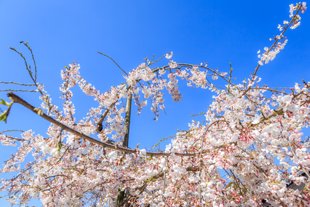 sakura and gardeningの写真素材