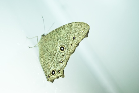 butterfly on the wall