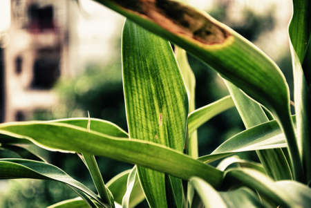 leaf close upの写真素材