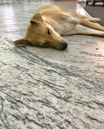 Sleeping dogの素材