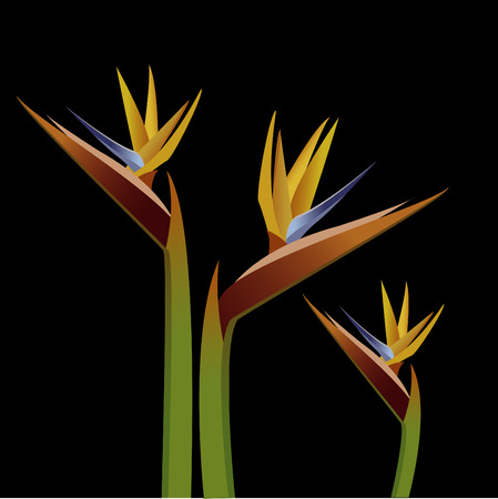 bird of paradise. のイラスト素材