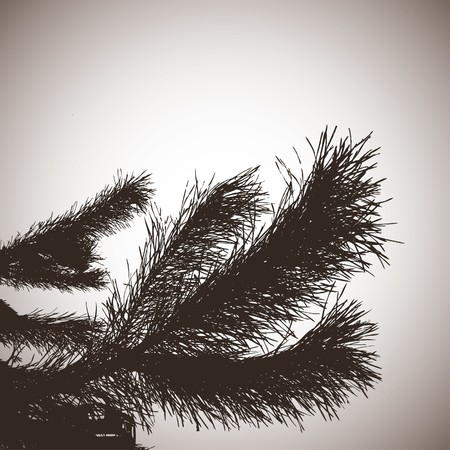 Pine silhouette. illustrationのイラスト素材