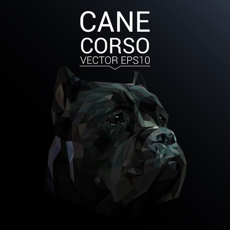 Cane Corso low poly design.のイラスト素材