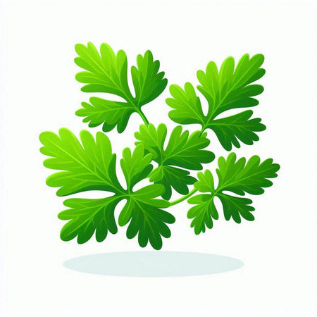 Parsley isolated on white background. Vector illustration. Eps 10.のイラスト素材