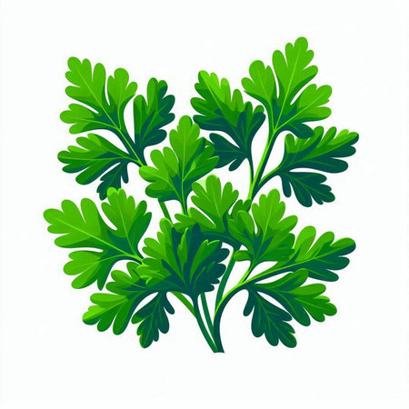 Parsley leaves isolated on white background. Vector illustration. Eps 10.のイラスト素材