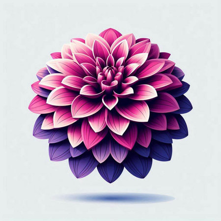 Beautiful pink dahlia flower on white background. Vector illustration.のイラスト素材