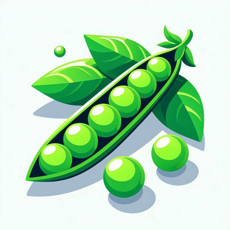 Vector illustration of fresh green peas with leaves on a white background.のイラスト素材